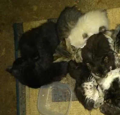 Gato raça  idade 2 a 6 meses nome Sem nome
