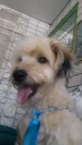 Duque