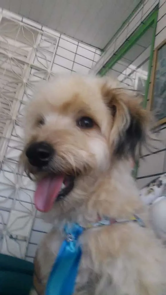 Cachorro ra a Poodle idade 1 ano nome Duque