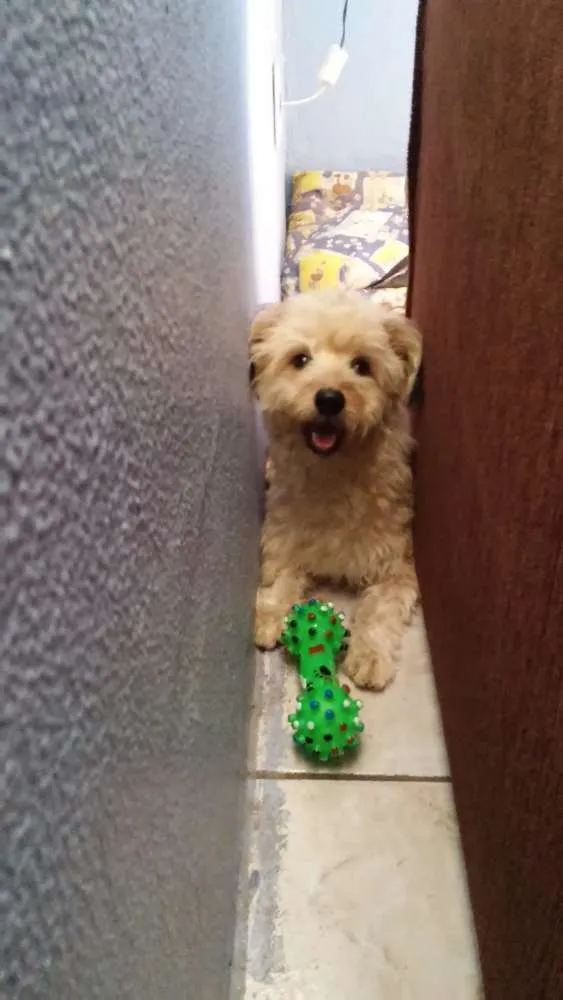 Cachorro ra a Poodle idade 1 ano nome Duque