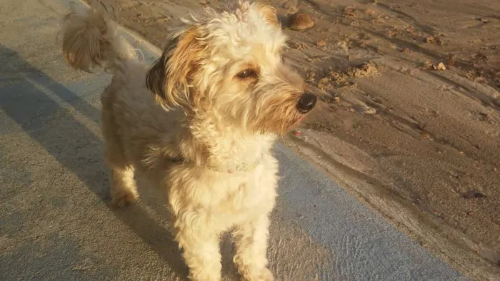 Cachorro ra a Poodle idade 1 ano nome Duque