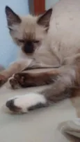 Adoção de Duas Femeas