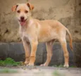 Rafael 