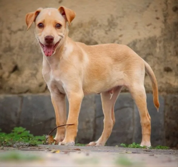 Cachorro raça Srd idade 2 a 6 meses nome Rafael 