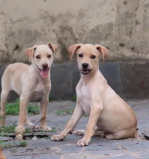 Cachorro raça Srd idade 2 a 6 meses nome Rafael e Noronha
