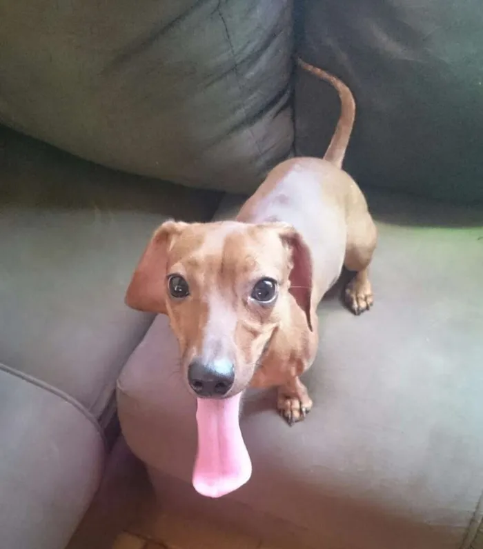 Cachorro raça Basset  idade 1 ano nome Não sei