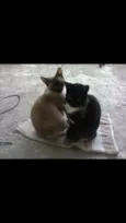 Lalá & Lua 