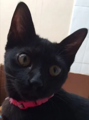 Gato raça Vira lata idade 2 a 6 meses nome Greta