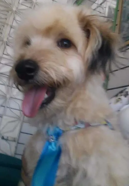 Cachorro ra a Poodle idade 1 ano nome Duque
