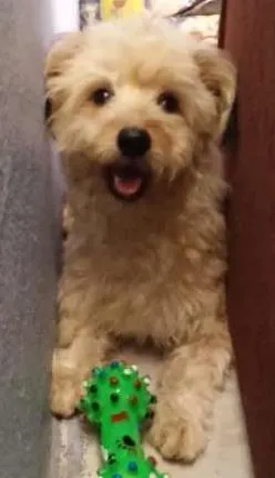 Cachorro raça Poodle idade 1 ano nome Duque