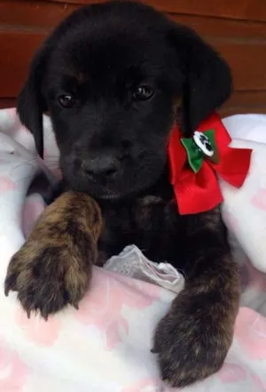 Cachorro raça SRD idade Abaixo de 2 meses nome Filhotes para adocao