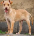 Rafael 