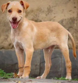 Cachorro raça Srd idade 2 a 6 meses nome Rafael 