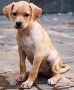 Cachorro raça Srd idade 2 a 6 meses nome Noronha 