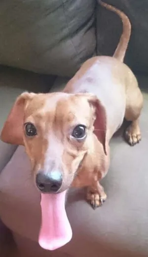 Cachorro raça Basset  idade 1 ano nome Não sei