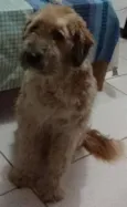 Bettoven