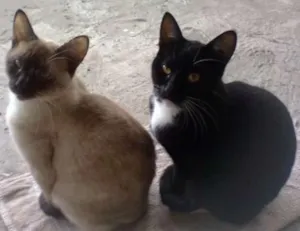 Gato raça  idade 2 a 6 meses nome Lalá & Lua 