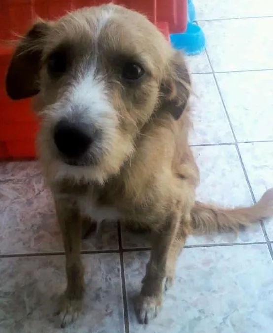 Cachorro ra a Viralata idade 7 a 11 meses nome Paçoca 