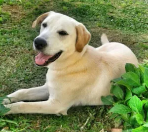 Cachorro raça Labrador Puro idade 2 anos nome Ninho