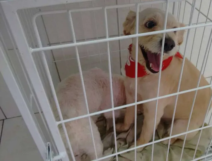 Cachorro ra a Poodle idade 4 anos nome LUPI E TEO