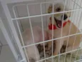 LUPI E TEO