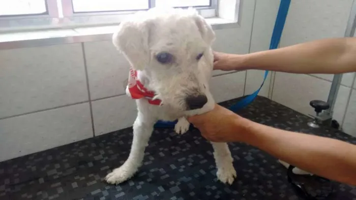 Cachorro ra a Poodle idade 4 anos nome LUPI E TEO