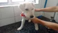 LUPI E TEO