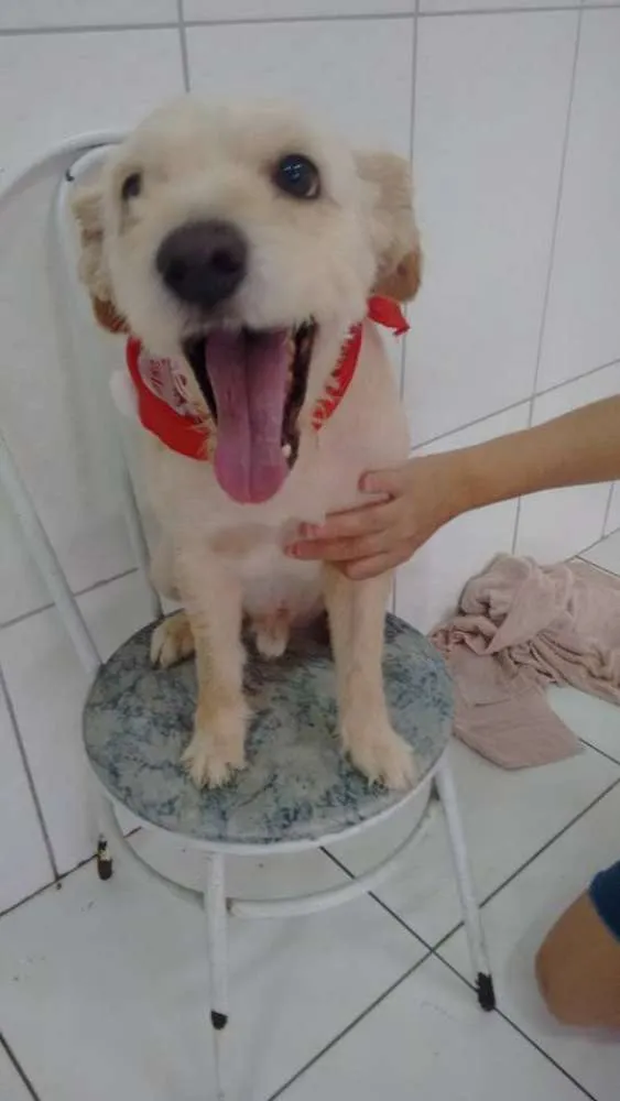 Cachorro ra a Poodle idade 4 anos nome LUPI E TEO