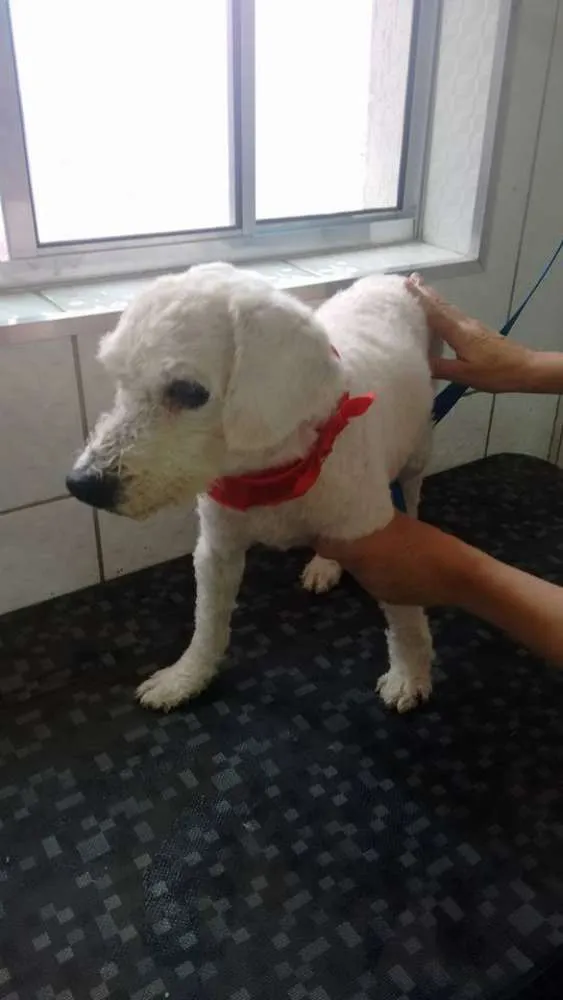 Cachorro ra a Poodle idade 4 anos nome LUPI E TEO