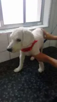 LUPI E TEO