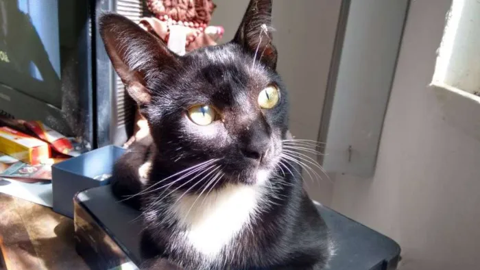 Gato ra a SRD idade 2 a 6 meses nome Shanti (Paz)
