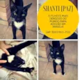 Shanti (Paz)