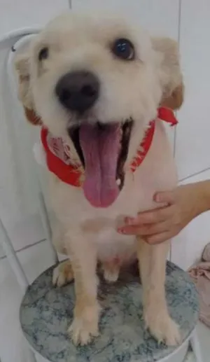 Cachorro raça Poodle idade 4 anos nome LUPI E TEO