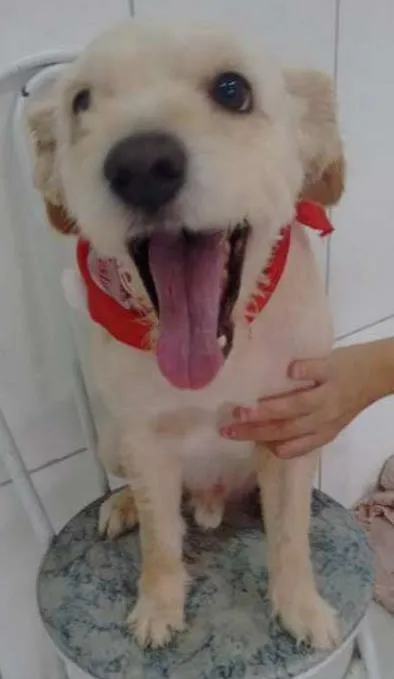 Cachorro ra a Poodle idade 4 anos nome LUPI E TEO