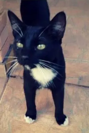 Gato raça SRD idade 2 a 6 meses nome Shanti (Paz)