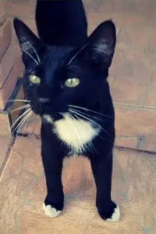 Gato ra a SRD idade 2 a 6 meses nome Shanti (Paz)