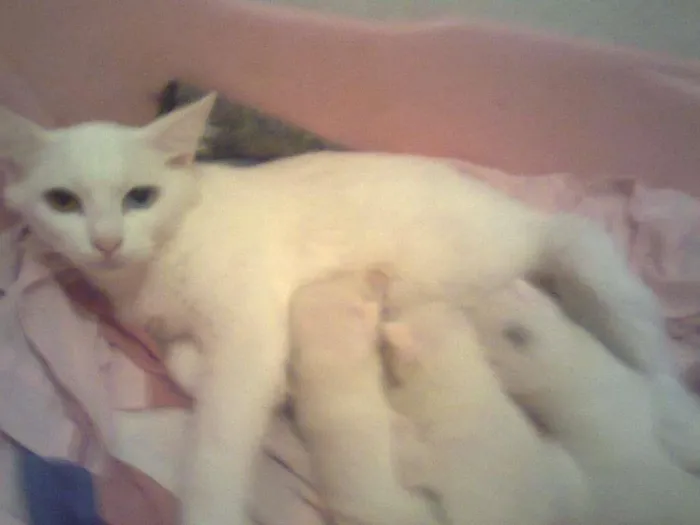 Gato ra a indefinida idade 2 a 6 meses nome Romeo 