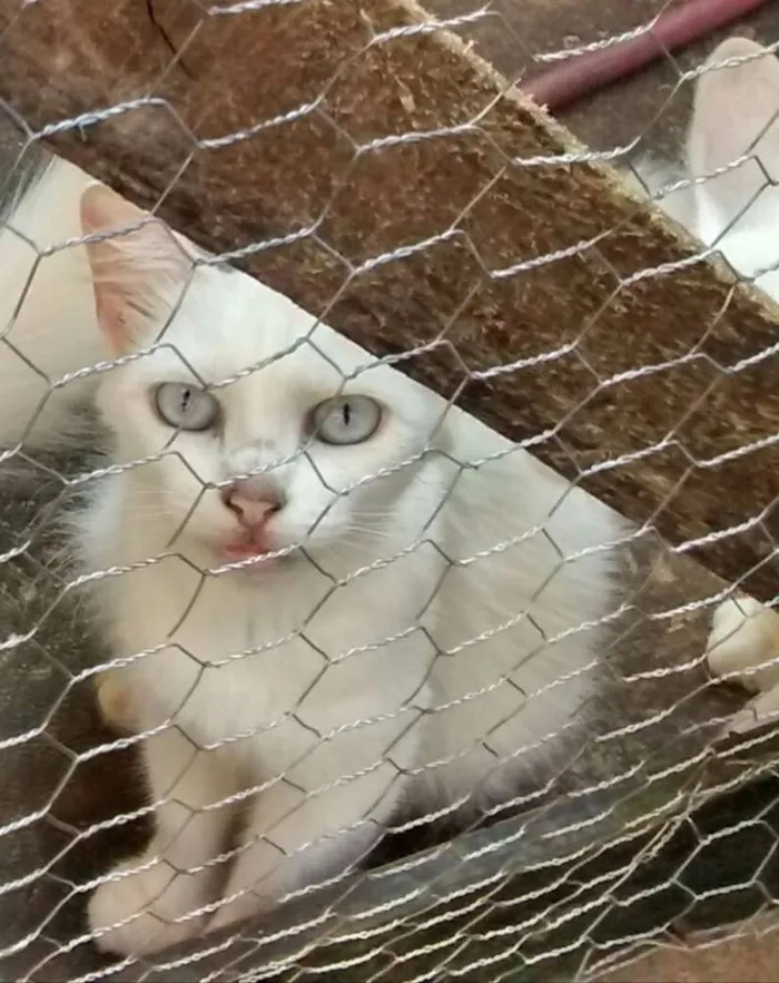 Gato ra a indefinida idade 2 a 6 meses nome Romeo 