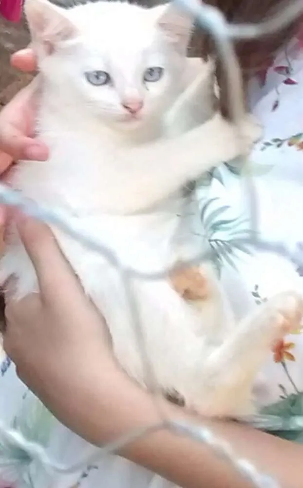 Gato ra a indefinida idade 2 a 6 meses nome Romeo 