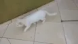 Romeo 