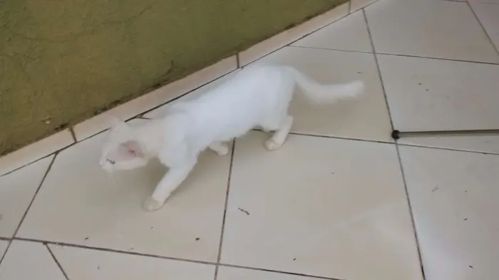 Gato ra a indefinida idade 2 a 6 meses nome Romeo 