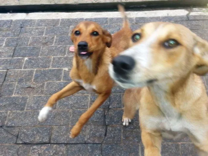 Cachorro ra a vira-lata idade 1 ano nome Lindinha e Lindinho