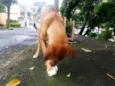 Lindinha e Lindinho