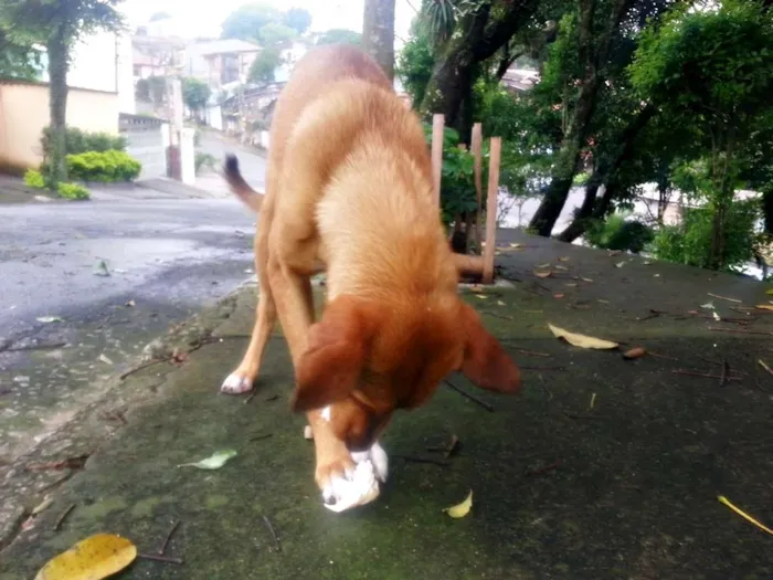 Cachorro ra a vira-lata idade 1 ano nome Lindinha e Lindinho