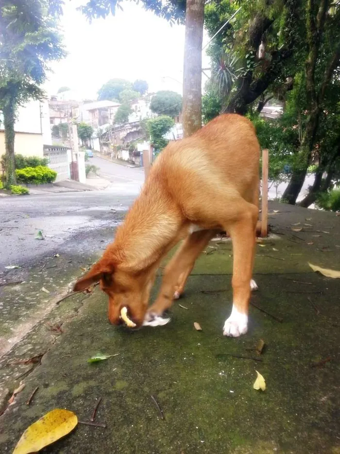 Cachorro ra a vira-lata idade 1 ano nome Lindinha e Lindinho