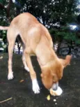 Lindinha e Lindinho