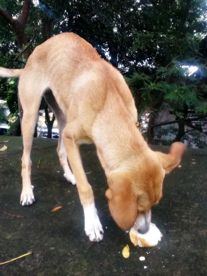 Cachorro ra a vira-lata idade 1 ano nome Lindinha e Lindinho