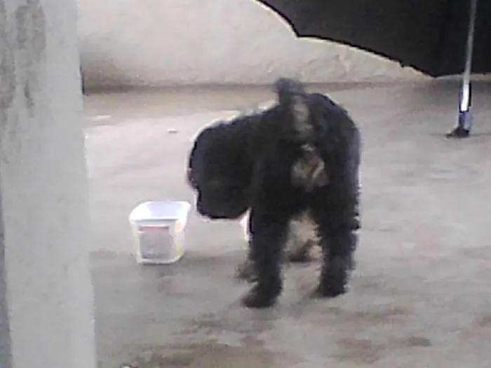 Cachorro ra a metiço puldo com bace idade 2 a 6 meses nome mackena