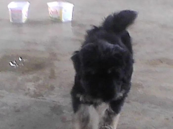 Cachorro ra a metiço puldo com bace idade 2 a 6 meses nome mackena