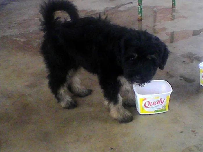 Cachorro ra a metiço puldo com bace idade 2 a 6 meses nome mackena